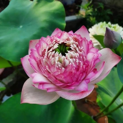 Tứ tất đàn và sự ứng dụng trong cuộc sống